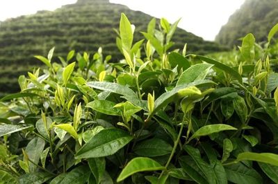 邵陽豬血丸子成了非遺項(xiàng)目,還有5個(gè)是這些!